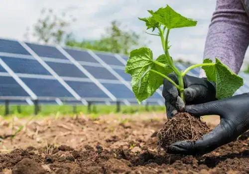 farmer eats seedling in vegetable garden in the background of solar picture id1225625160.jpg